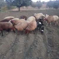 میش بره یا گوسفند|حیوانات مزرعه|شاهیوند, |دیوار