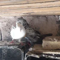 کفتر پرشی|پرنده|میناب, |دیوار