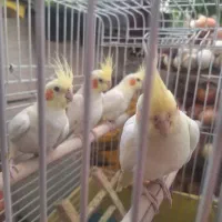 عروس هلندی 4 عدد جفت|پرنده|اندیشه, شهرک مریم|دیوار