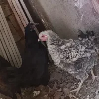 فروش مرغ محلی