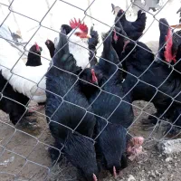 مرغ وخروس مرندی ۷ماهه سیاه