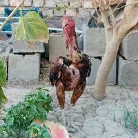 خروس لاری اصل