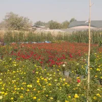 فروش نهال و درخت ودرختچه پروژه ای و جریمه ای|خدمات باغبانی و درختکاری|ورامین, ورامین|دیوار