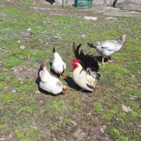 مرغ و خروس زینتی