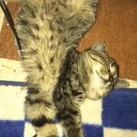 واگذاری بچه‌گربه ماده|گربه|کرمان, |دیوار