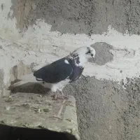 کفتر پرشی|پرنده|صباشهر, |دیوار