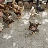جوجه خروس ۴ ماهه رسمی چهار تا