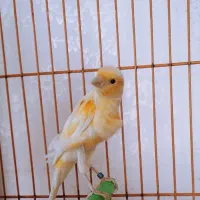 قناری نر جوان 2عدد