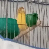 قناری نر بخون،ماده،جوجه رسمی صحیح سالم سلامت|پرنده|قم, حاج زینل|دیوار