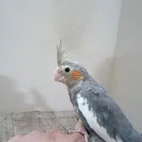 دوعرس هلندی کل باقالی و نقرهای مغلوب|پرنده|مشهد, مهدی آباد (بلوار توس)|دیوار