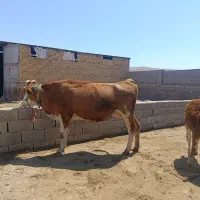 گاو گوساله شرابی درجه یک یک