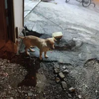 سگ پا کوتاه|سگ|افزر, |دیوار