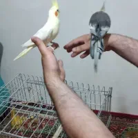 جفت عروس هلندی|پرنده|میاندوآب, |دیوار