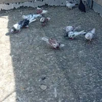 کبوتر