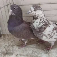 ۷جفت کفتر بی نظیر همچی تموم|پرنده|سیرجان, |دیوار