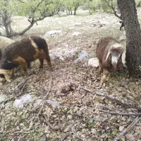 بره نر وماده به تعداد 27