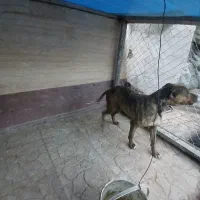پیت بول ماده دوسالونیم
