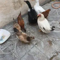 تعداد ی مرغ و خروس واردک