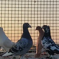 کفتر رنگه پرشی|پرنده|تربت‌حیدریه, بالا ولایت|دیوار