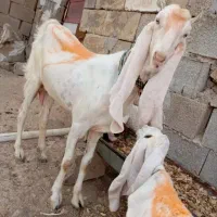 بز دوتا کره فوری