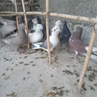 کبوتر پرشی وخوش رنگ|پرنده|نائین, |دیوار