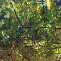 زمین ۴دیواری۶۰متر حصار علی اباد