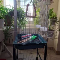 قفس عروس هلندی