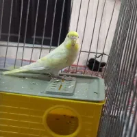 فروش مرغ عشق نر