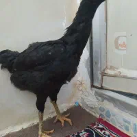 مرغ معاوضه با مرغ گلین