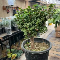 بنسای خرفه گل و گیاه