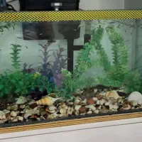 آکواریوم شیشه خم|ماهی|کرمانشاه, |دیوار