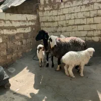 ۲راس میش و بره شکم اول
