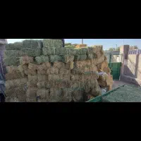 فروش یونجه خوراک دام|خدمات باغبانی و درختکاری|سراب, |دیوار