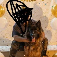 ژرمن شولاین با اصالت جهت جفت‌گیری، ،،