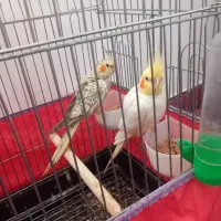 جفت عروس معاوضه