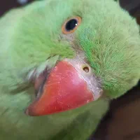 جوجه ملنگو دستی