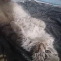 واگذاری بچه گربه سه ماه نر|گربه|نیشابور, میدون بار|دیوار