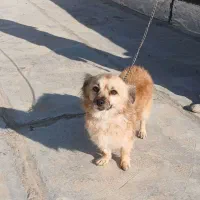 فروش واگذاری سگ|سگ|بجنورد, |دیوار