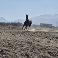 اسب|اسب و تجهیزات اسب‌سواری|یزد, |دیوار