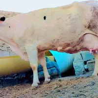 گاو|حیوانات مزرعه|سراوان, |دیوار