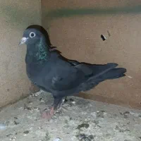 کفتر زاغ گوک