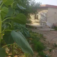 ویلا-342متری