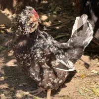 مرغ گلین|حیوانات مزرعه|اهواز, ۳۰ متری|دیوار