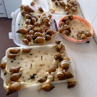 حلزون آچاتینا