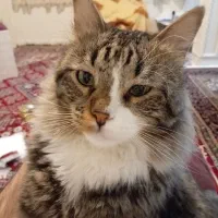 واگذاری گربه بازیگوش|گربه|تهران, راه آهن|دیوار