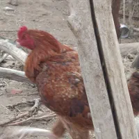 خروس نه ماه|حیوانات مزرعه|تربت جام, معدآباد|دیوار