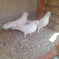 کبوتر  سفید پر|پرنده|شهرکرد, |دیوار