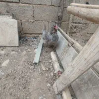 مرغ