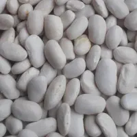 لوبیا سفید ..امساله