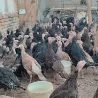 جوجه بوغلمون و بالغ|حیوانات مزرعه|تربت‌حیدریه, پایانه مسافربری تربت حیدریه|دیوار